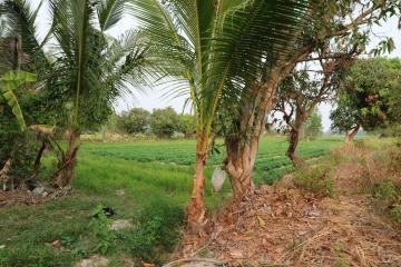 Fertile Farm Land For Sale, Phang Khwang, Sakon Nakhon, Thailand