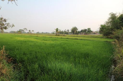 Fertile Farm Land For Sale, Phang Khwang, Sakon Nakhon, Thailand