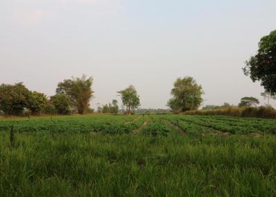 Fertile Farm Land For Sale, Phang Khwang, Sakon Nakhon, Thailand