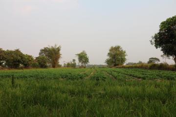 Fertile Farm Land For Sale, Phang Khwang, Sakon Nakhon, Thailand