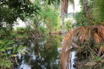 Fertile Farm Land For Sale, Phang Khwang, Sakon Nakhon, Thailand