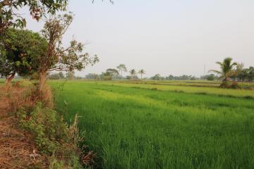 Fertile Farm Land For Sale, Phang Khwang, Sakon Nakhon, Thailand