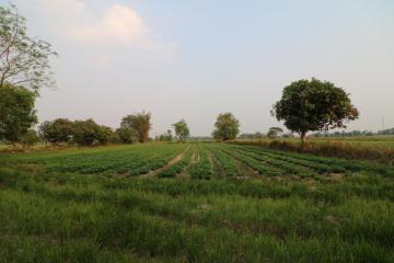 Fertile Farm Land For Sale, Phang Khwang, Sakon Nakhon, Thailand