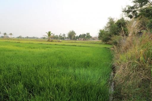 Fertile Farm Land For Sale, Phang Khwang, Sakon Nakhon, Thailand