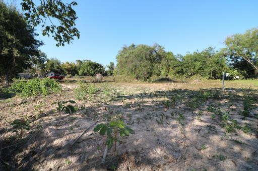 1 Ngan, 55 Sq. Wah Land For Sale, Non Sung, Udon Thani, Thailand