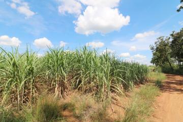 Approximately 36 Rai Of Excellent Farmland Available Near Nong Bua Lam Phu, Thailand