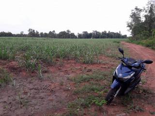 Approximately 36 Rai Of Excellent Farmland Available Near Nong Bua Lam Phu, Thailand