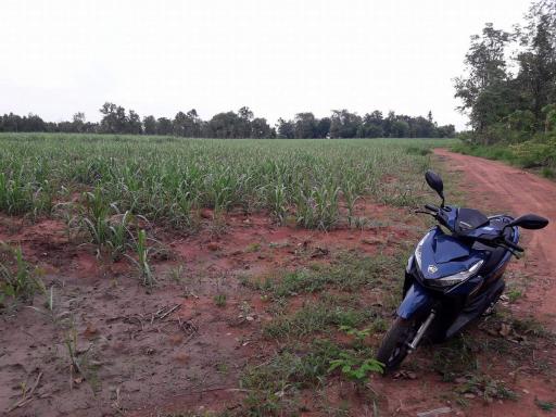 Approximately 36 Rai Of Excellent Farmland Available Near Nong Bua Lam Phu, Thailand