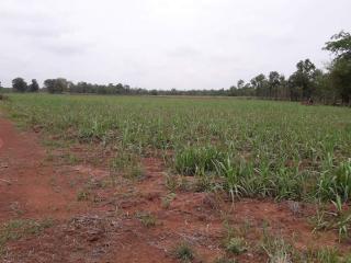 Approximately 36 Rai Of Excellent Farmland Available Near Nong Bua Lam Phu, Thailand