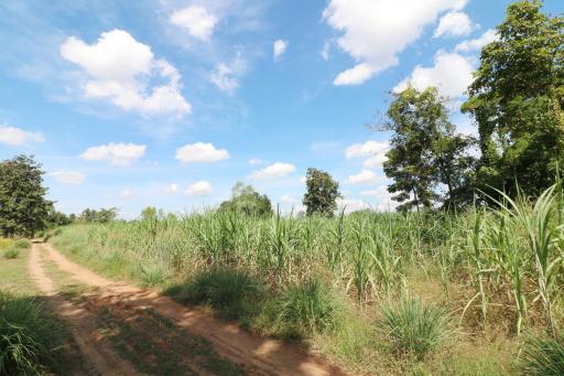 Approximately 36 Rai Of Excellent Farmland Available Near Nong Bua Lam Phu, Thailand