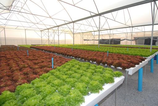 35+ Rai Of Land And Commercial Hydroponic Farm For Sale In Loei, Thailand