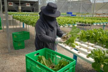 35+ Rai Of Land And Commercial Hydroponic Farm For Sale In Loei, Thailand