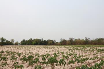 27 Rai, 3 Ngan, 40 Talang Wah Of Land For Sale, Nong Han, Udon Thani Province, Thailand