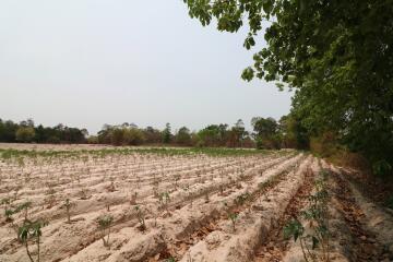 27 Rai, 3 Ngan, 40 Talang Wah Of Land For Sale, Nong Han, Udon Thani Province, Thailand