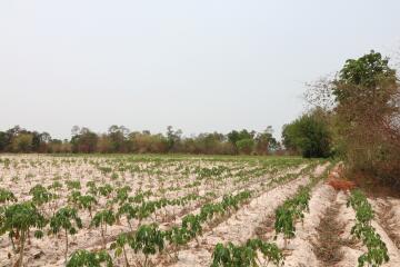 27 Rai, 3 Ngan, 40 Talang Wah Of Land For Sale, Nong Han, Udon Thani Province, Thailand